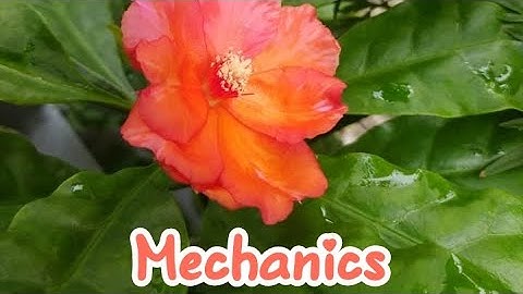 1. Mechanics || Motion of a particle in 1 dimension || Physics || Honours 3rd year || NU