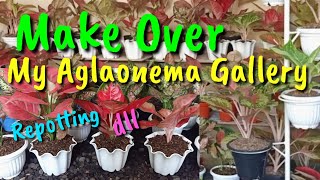 MAKE OVER MY AGLAONEMA GALLERY & REPOTTING AGLAONEMA (Pemandangan indah di sudut rumahku)