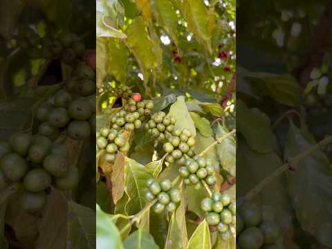 Coffee Beans J4vlogs Shortvideo Shorts