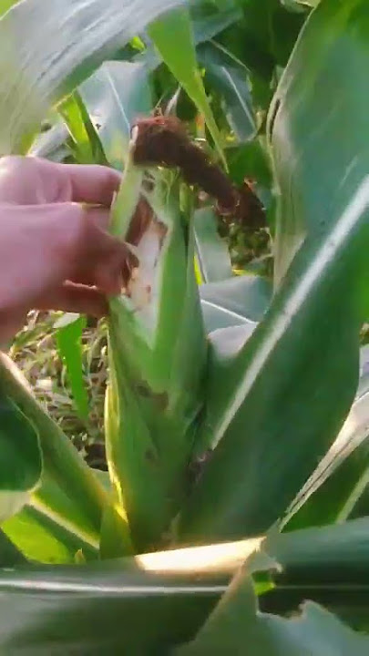 baling baling jagung #like #komen #subscribe