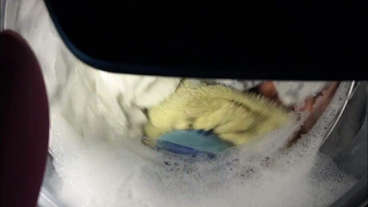 Samsung Daily Wash 60 + Overloaded towels (full cycle) YouTube