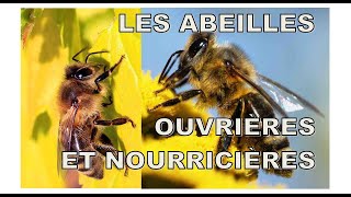 Le voyage incroyable des abeilles, des ouvrières pour notre chaine alimentaire