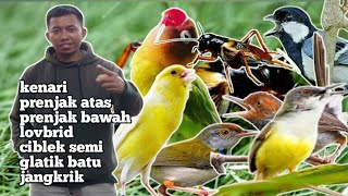 MASTERAN CAMPUR SUARA JERNIH KENARI LOVBRID PRENJAK ATAS GLATIK BATU PRENJAK BAWAH JANGKRIK CIBLEK