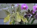 Ref:Q1d-dqAc4rA Oncidium maculatum blooms ? Catasetum in bud ? Winter orchids
