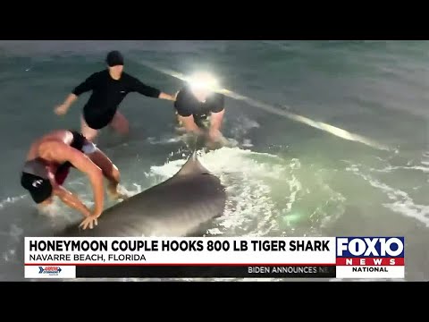 Honeymoon couple hooks 800 pound tiger shark