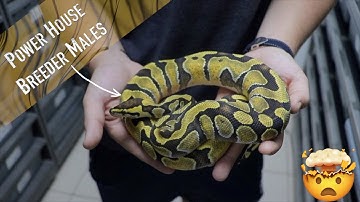 Our BEST Breeder Males EVER || Hypo Ultramel Clown, Puzzle, DG & More!!