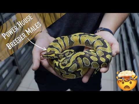 Our BEST Breeder Males EVER || Hypo Ultramel Clown, Puzzle, DG & More!!