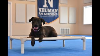 Lola (Lab/Pitbull Mix) Boot Camp Dog Training Video Demonstration