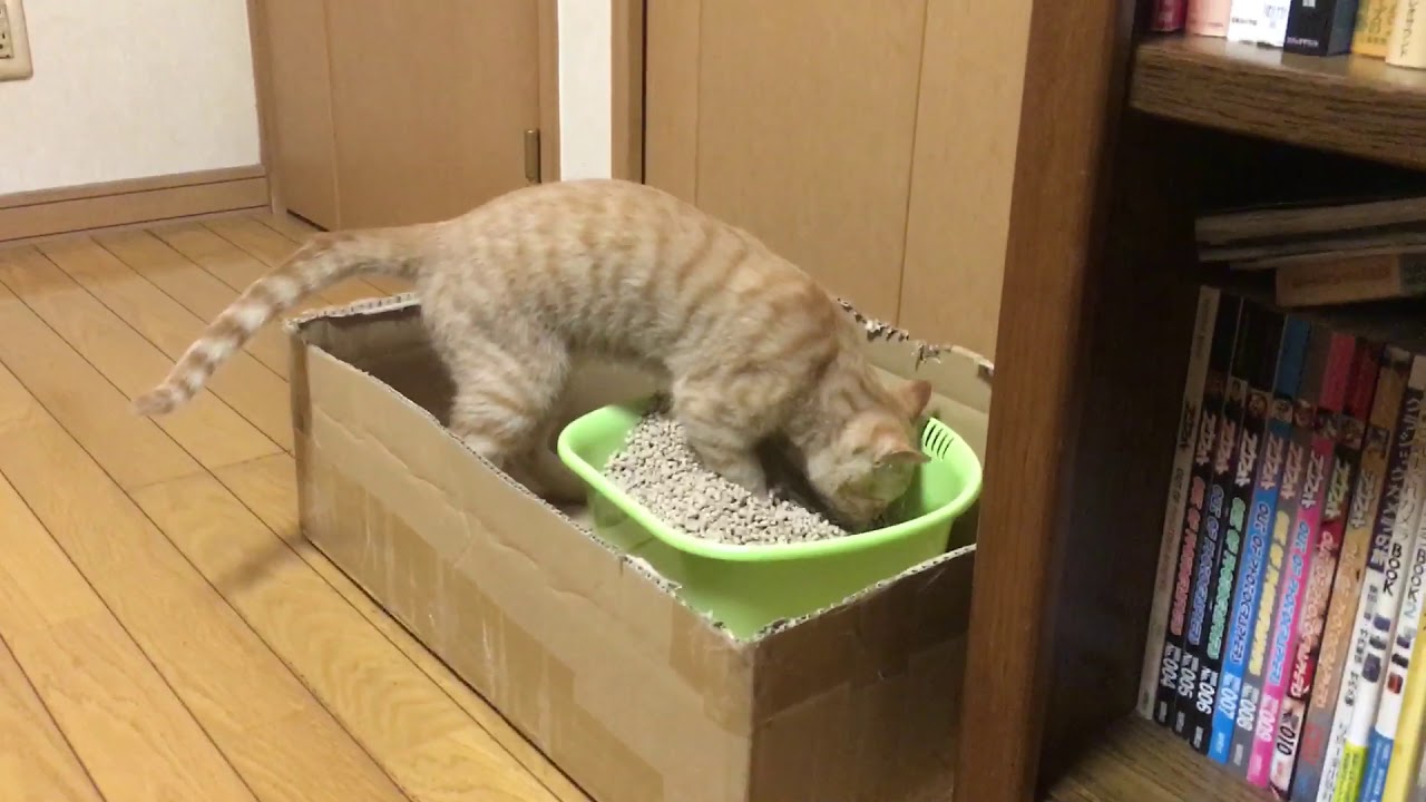 [地域猫 保護猫 ]茶トラ子猫 トイレに手間取る 2020.3.21[野良猫 捨て猫 ] YouTube