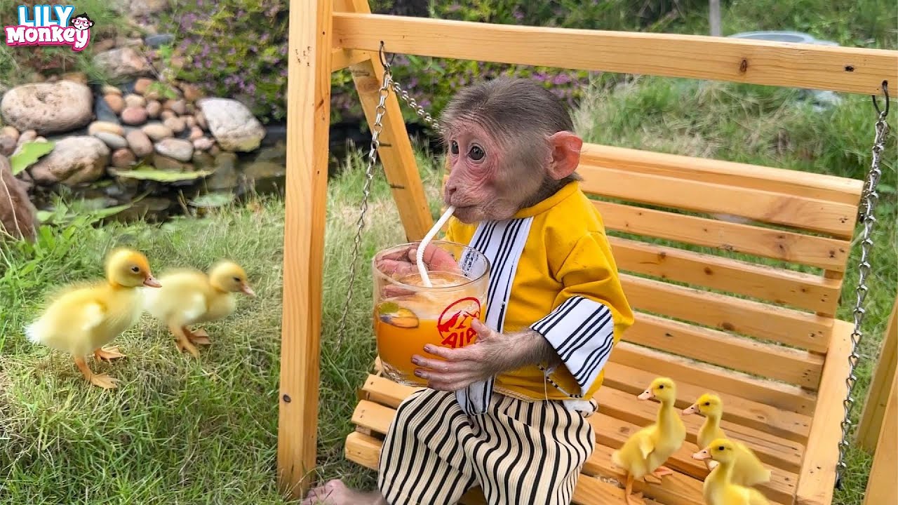 Lily is so excited to take care of ducklings at home | Lily's story