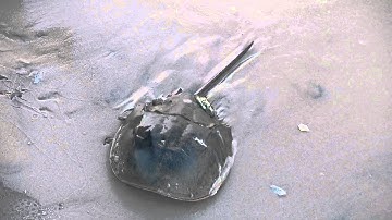 How to flip a horseshoe crab