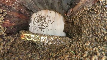 The Swarm Just After Moving into the Horizontal Log Hive