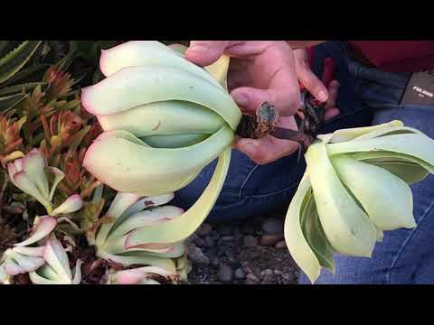 Aeonium Stem Rot and How it Happens/ How to Save Your Plant