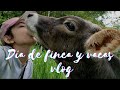 Da de finca y vacas vlog  gabby brave