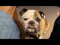 Reuben the Bulldog: 10 Reasons to Have an English Bulldog