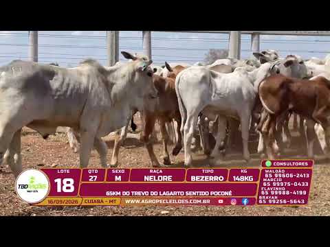 Lote 18