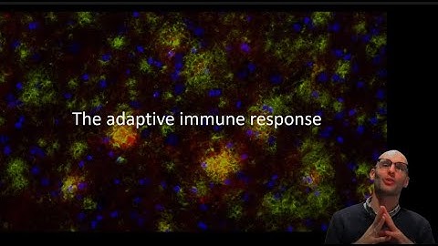 An introduction to the adaptive immune response