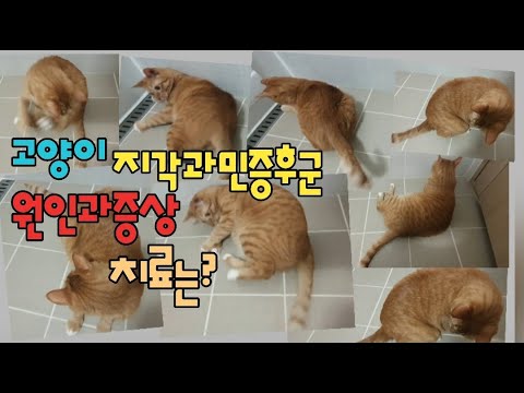 #고양이지각과민증후군#straycat#지각과민증후군원인과증상치료#질*의효과