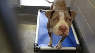 acs A677932