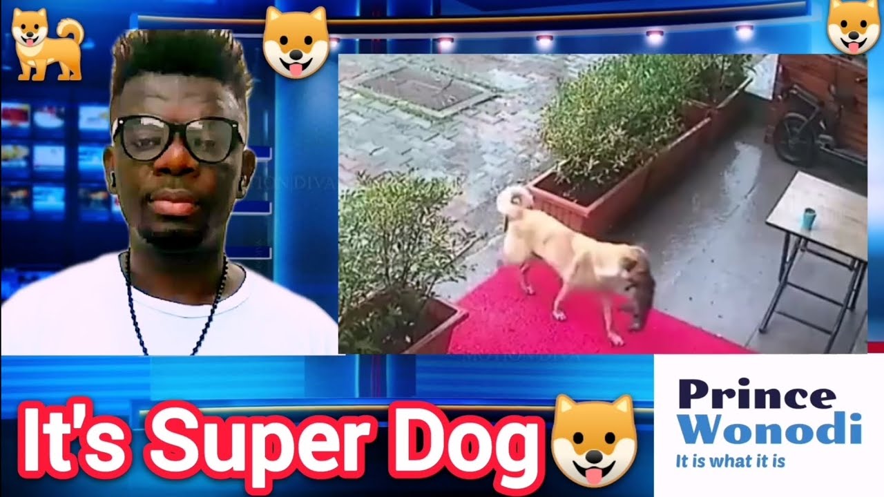 It's Super Dog - YouTube