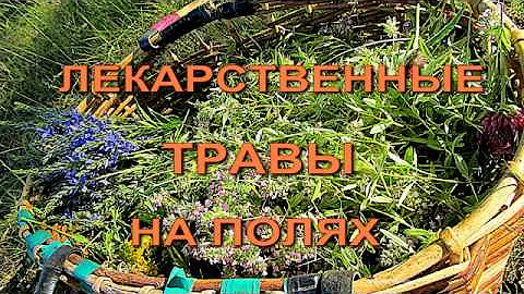 Лекарственные  травы на полях. Phytotherapy