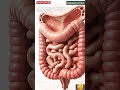 Elephant 🐘 Digestive System Animation / Animals AI ART/12