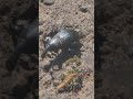 The Large Pine Weevil Walk 