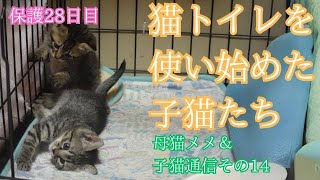 【母猫メメ子猫その14】母猫と子猫たちの様子です。