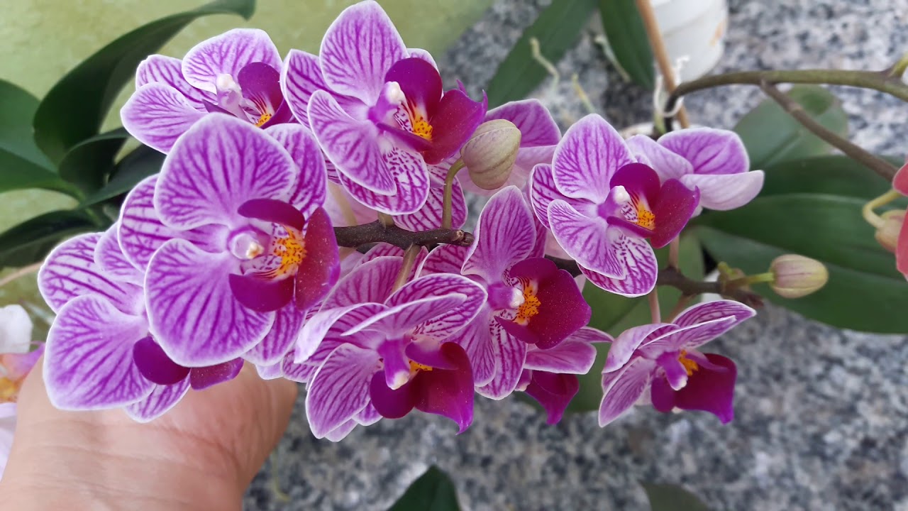 VEJA QUE AGRADÁVEL SURPRESA NAS FLORES DAS ORQUÍDEAS MICRO PHALAENOPSIS -  thptnganamst.edu.vn