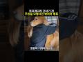 무지개다리 건너기 전 주인을 오열시킨 반려견의 행동