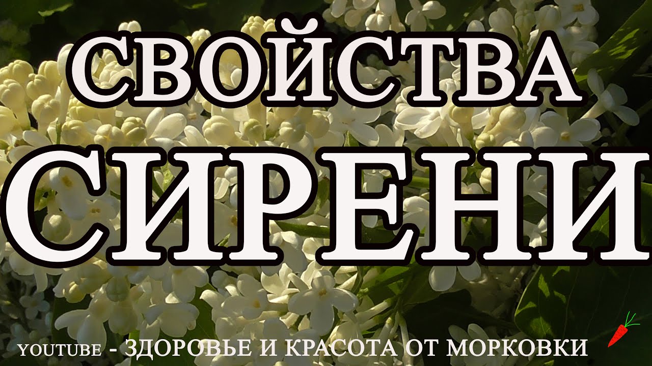 ЭТИ необыкновенные СВОЙСТВА СИРЕНИ МАЛО КТО ЗНАЕТ !