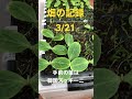[畑の記録3/21]ウリ科の育苗の様子
