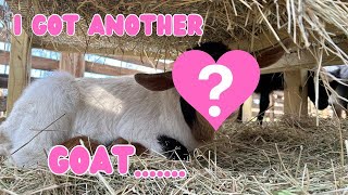 I goat another goat……| so cute! by The Little Farm 146 views 2 months ago 2 minutes, 15 seconds