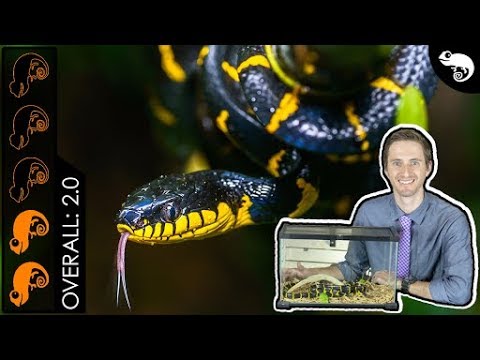 Mangrove Snake, The