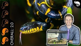 Mangrove Snake, The Best Pet Snake?