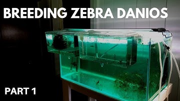 How to Breed Zebra Danios: Getting the Eggs (Part 1)