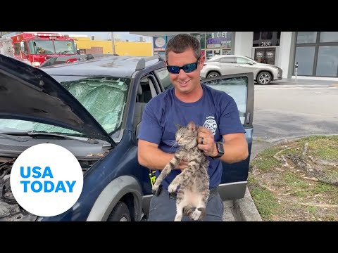 Fort Lauderdale firefighters rescue kitten trapped in engine | USA TODAY
