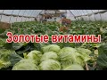 Теплицы: что и как выращивают в Новосельском в этом сезоне?