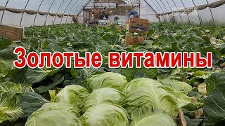 Теплицы: что и как выращивают в Новосельском в этом сезоне?