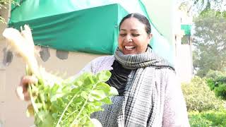 A Cow Destroyed Our Kitchen Garden