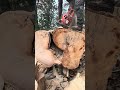 Machine à couper les arbres
