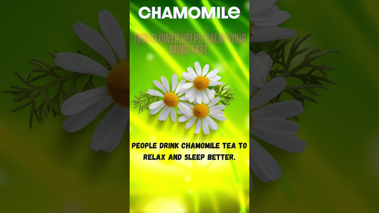 Chamomile Tea The Simple Secret To Better Sleep 