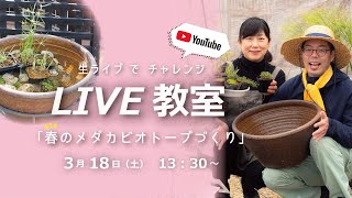 【YouTubeライブ教室】春のメダカビオトープ・小川のほとりDXセット