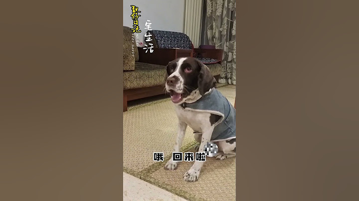 仔仔：苍天呀，大地呀……总算熬到头了…… #萌宠日常记录 #我家毛孩子 #史宾格犬#shorts