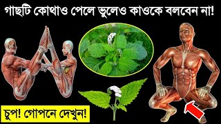 পুরুষদের সব গোপন রোগের ঔষধ এটি | এই গাছের শেকড় কোটি টাকার চেয়েও বেশি  দামি | হাতিশুঁড় পাতার উপকারিতা