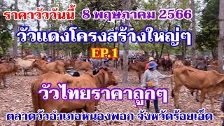 EP.1 #ราคาวัววันนี้ 8 พฤษภาคม 2566 #ตลาดวัวอำเภอหนองพอก จังหวัดร้อยเอ็ด โคมแม่ลูก แม่สาว วัวไทยถูกๆ