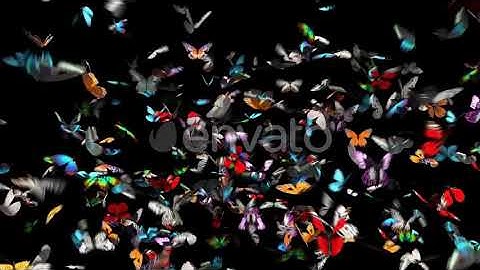 Butterfly 4K | Motion Graphics - Envato elements