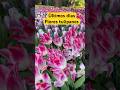 Flores tulipanes últimos días Mount Vernon Washington #tulip #tulipanes #parati #foryou #seattle