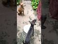 #shorts #shortvideo #ytshorts #dogshorts #puppylove #puppylife #pets #petlover