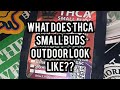 What does THCA SMALL BUDS outdoor Thca Flower look like?? #thcasmallbuds